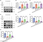 Arginase 1 Antibody in Western Blot (WB)