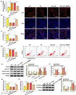 Caspase 9 (Cleaved Asp353) Antibody in Western Blot (WB)