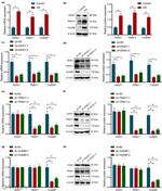 IGHG1 Antibody in Western Blot (WB)