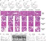 IGHG1 Antibody in Western Blot (WB)