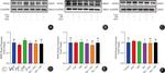 NOX1 Antibody in Western Blot (WB)