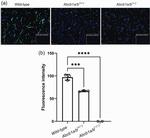 P glycoprotein Antibody in Immunohistochemistry (IHC)