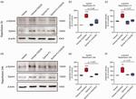 EphA4 Antibody in Western Blot (WB)