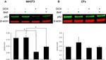 SQSTM1 Antibody in Western Blot (WB)