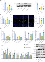 ATP7A Antibody in Western Blot (WB)