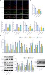 ATP7A Antibody in Western Blot (WB)