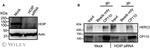 HOIP Antibody in Western Blot (WB)