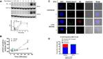 Influenza A H1N1 HA Antibody in Western Blot (WB)