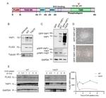 GFP Antibody in Western Blot (WB)
