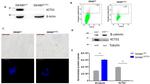 KCTD1 Antibody in Western Blot (WB)