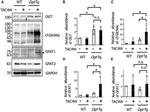 O-linked N-acetylglucosamine (O-GlcNAc) Antibody in Western Blot (WB)