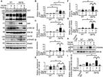 O-linked N-acetylglucosamine (O-GlcNAc) Antibody in Western Blot (WB)