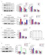Kir2.2 (KCNJ12) Antibody in Western Blot (WB)