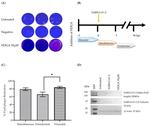 SARS-CoV-2 Spike Protein (RBD) Antibody in Western Blot (WB)