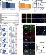 TGFBR3 Antibody in Flow Cytometry (Flow)