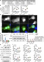 EEF1D Antibody in Western Blot (WB)
