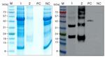 Japanese Encephalitis Envelope Protein Antibody in Western Blot (WB)