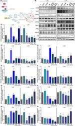 LC3A/LC3B Antibody in Western Blot (WB)
