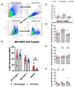 Influenza B HA Antibody in Flow Cytometry (Flow)
