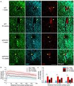 Phospho-Tau (Ser202, Thr205) Antibody in Immunohistochemistry (IHC)
