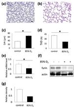Furin Antibody in Western Blot (WB)
