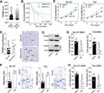 TRIM9 Antibody in Western Blot (WB)