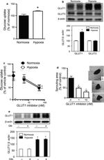 GLUT3 Antibody in Western Blot (WB)