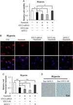 STC2 Antibody in Neutralization (Neu)