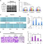 STC2 Antibody in Neutralization (Neu)