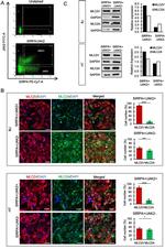 JAK2 Antibody in Flow Cytometry (Flow)