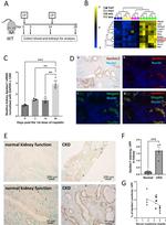 APOBEC1 Antibody in Immunohistochemistry (IHC)