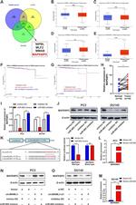 JIP2 Antibody in Western Blot (WB)