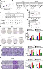 JIP2 Antibody in Western Blot (WB)