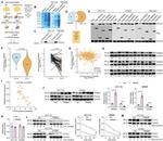 TRIM36 Antibody in Western Blot (WB)