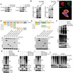 TRIM36 Antibody in Western Blot (WB)