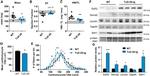 SERCA2 ATPase Antibody in Western Blot (WB)