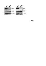 IFIT1 Antibody in Western Blot (WB)