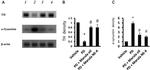 Tyrosine Hydroxylase Antibody in Western Blot (WB)