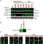 ZMPSTE24 Antibody in Western Blot (WB)