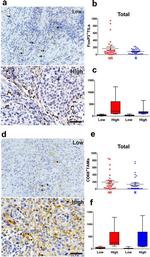 FOXP3 Antibody in Immunohistochemistry (IHC)