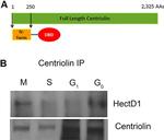 CNTRL Antibody in Western Blot (WB)