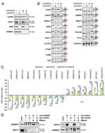 hnRNP C Antibody in Western Blot, Immunoprecipitation (WB, IP)