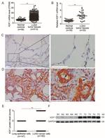 KDF1 Antibody in Immunohistochemistry (IHC)