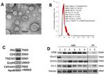 TSG101 Antibody in Western Blot (WB)