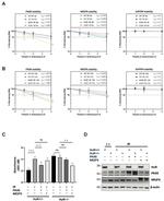 PAX6 Antibody in Western Blot (WB)