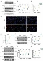 NOTCH1 Antibody in Western Blot (WB)