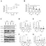 TLR4 Antibody in Western Blot (WB)