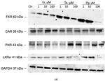 PXR Antibody in Western Blot (WB)