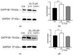 OATP2 Antibody in Western Blot (WB)