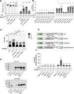 WIPI2 Antibody in Western Blot (WB)